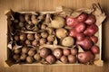 Germination of different varieties of potatoes in a large box Royalty Free Stock Photo