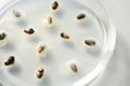 Germination and energy analysis of wheat grains in Petri dish on table. Laboratory research