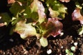 Germination and growth of Red leaf lettuce in the vegetable garden. Royalty Free Stock Photo