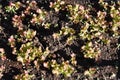 Germination and growth of Red leaf lettuce in the vegetable garden. Royalty Free Stock Photo
