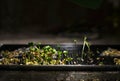 Germination of microcline lit table lamp Royalty Free Stock Photo
