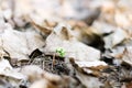 Germination of the Plant Against the Background of Dry Leaves