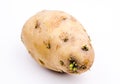 Germination of potatoes Royalty Free Stock Photo