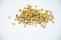 Germination process of buckwheat seeds, healthy sprouts rich in living enzymes, vital substances, minerals and digestible proteins