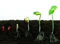 Germination sequance Royalty Free Stock Photo