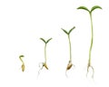 Germination Sequence Of Cantaloupe Plant Royalty Free Stock Photo