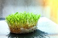 Germination Sprouted wheat on table. Roots, food, health. Micro green sprouts. Organic, vegan healthy food concept. Home gardening Royalty Free Stock Photo