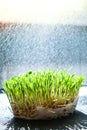 Germination Sprouted wheat on table. Roots, food, health. Micro green sprouts. Organic, vegan healthy food concept. Home gardening Royalty Free Stock Photo