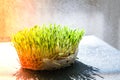 Germination Sprouted wheat on table. Roots, food, health. Micro green sprouts. Organic, vegan healthy food concept. Home Royalty Free Stock Photo