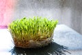 Germination Sprouted wheat on table. Roots, food, health. Micro green sprouts. Organic, vegan healthy food concept. Home Royalty Free Stock Photo