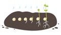Germination Stages. Green pea seeds germinate in ground. Growing plant. Development of vegetables cycle in nature, roots