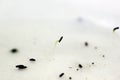 Germination test Royalty Free Stock Photo