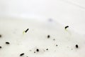 Germination test Royalty Free Stock Photo