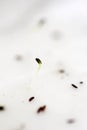 Germination test Royalty Free Stock Photo