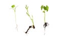 germination of three beans isolated on white - horsebean; coriander and bean