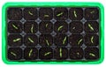 Germination tray with small seedlings