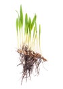 Germination of wheat seeds. Green plants of wheat isolated on white background