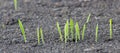 Germination of wheat from the soil. Young sprouts of barley on the field. Panorama of a germinating grain row