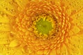 germini daisy flower with tiny water droplets. Macro shot of a bud close-up. Yellow Gerbera flower Royalty Free Stock Photo