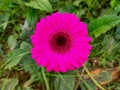 Germini flower in pink. Solo flower, front view in close-up, The background image of the colorful flowers, background nature Royalty Free Stock Photo