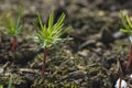 Germling of giant sequoia