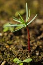 Germling of giant sequoia