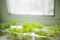 Germs of micro greens on the windowsill