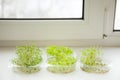 Germs of micro greens on the windowsill