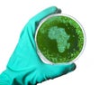 Germs in the shape of Africa in a petri dish.(series)