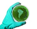 Germs in the shape of America in a petri dish.(series)