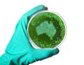 Germs in the shape of Australia in a petri dish.(series)