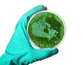 Germs in the shape of Canada in a petri dish.(series)