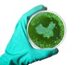 Germs in the shape of China in a petri dish.series