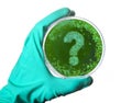 Germs in the shape of a question mark in a petri dish.series Royalty Free Stock Photo