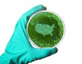 Germs in the shape of USA in a petri dish.(series)