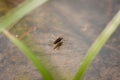 Gerridae mating in water