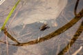 Gerridae mating in water