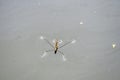 Gerridae Water bug pond skater jesus bug
