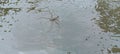 Gerridae water spiders always walkjump on the surface of the water