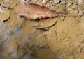 Gerridae water strider view walking on water and mating