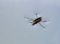 Gerridae (water strider or magic bug) on the water's surface