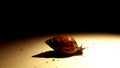 Gery the snail Royalty Free Stock Photo