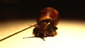 Gery the snail Royalty Free Stock Photo