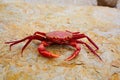 Geryon longipes is a Mediterranean red crab Royalty Free Stock Photo