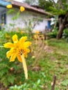 Gesanghua Flower