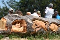 Carved wild animals in a tree trunk Royalty Free Stock Photo