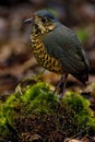 Geschubde Mierpitta, Undulated Antpitta, Grallaria squamigera