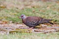 Gespikkelde Duif, African Rock Pigeon, Columba guinea