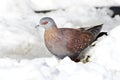 Gespikkelde Duif, Speckled Pigeon, Columba guinea