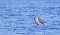 Gestreepte Dolfijn, Striped Dolphin, Stenella coeruleoalba Royalty Free Stock Photo